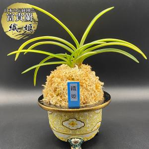 富貴蘭】 翠扇（すいせん）/ 花 古典植物 フウラン : ヨネヤマ - 通販