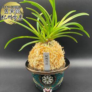 富貴蘭 黒龍 5本 こくりゅう 現品 T496 フウキラン フウラン 送料無料