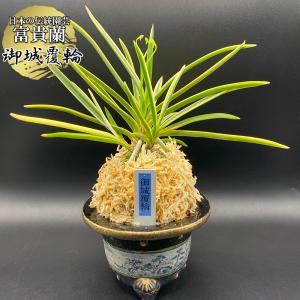 富貴蘭 風蘭 蘭 御神渡 おみわたり 2本と小芽 現品 T668 フウキラン