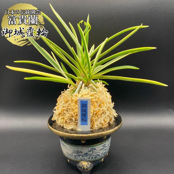 富貴蘭 風蘭 蘭 御城覆輪 ごじょうふくりん 5本立 現品 8008 フウキラン フウラン 送料無料