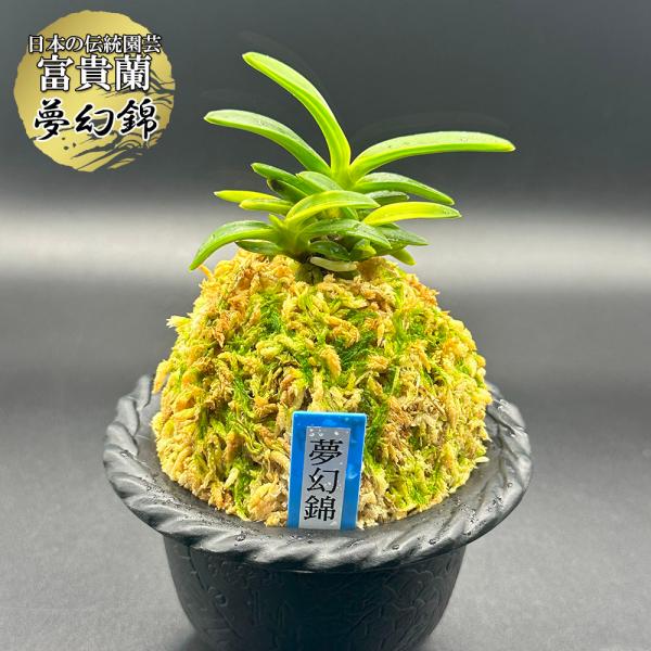 富貴蘭 風蘭 蘭 夢幻錦 むげんにしき 5本立 現品 T729 フウキラン フウラン 送料無料