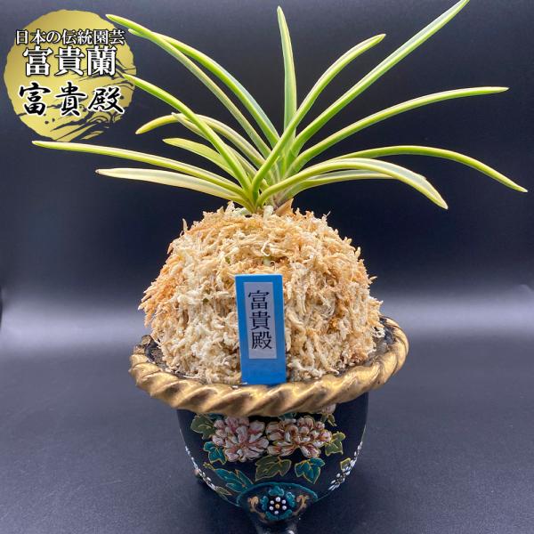 富貴蘭 風蘭 蘭 富貴殿 ふうきでん 3本立 現品 T123 フウキラン フウラン 送料無料