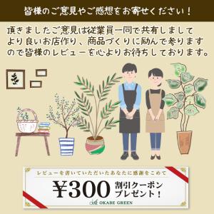 富貴蘭 風蘭 蘭 富貴殿 ふうきでん 3本立 ...の詳細画像5
