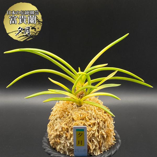 富貴蘭 風蘭 蘭 夕月 ユウヅキ 4本立 現品 8059-a フウキラン フウラン 送料無料