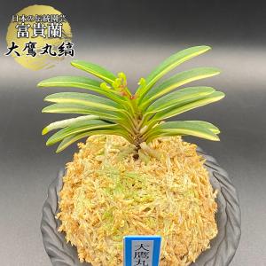 富貴蘭 風蘭 蘭 大鷹丸縞 おおたかまるしま ...の詳細画像1