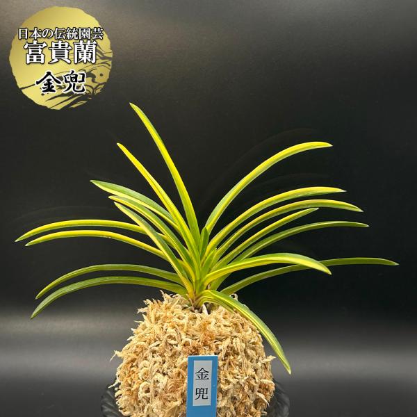 富貴蘭 風蘭 蘭 金兜 キンカブト 3本立 現品 8235 フウキラン フウラン 送料無料