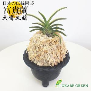 富貴蘭 風蘭 蘭 苔玉 大鷹丸縞 オオタカマルシマ 3本立 現品 親木は片