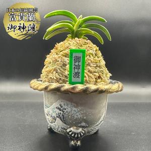 富貴蘭 風蘭 蘭 白牡丹 はくぼたん 2本立 現品 T619-A