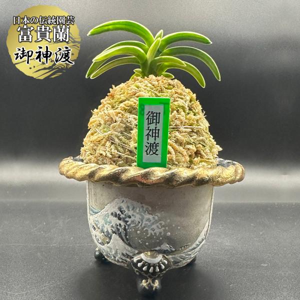 富貴蘭 風蘭 蘭 御神渡 おみわたり 2本立 現品 T748 フウキラン フウラン