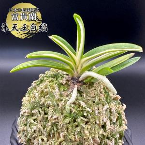 富貴蘭 朱天王白縞 しゅてんのうしろしま T542 フウキラン フウラン