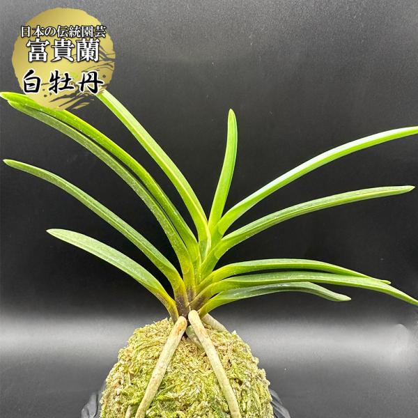 富貴蘭 白牡丹 はくぼたん T605 フウキラン フウラン