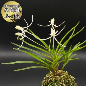 富貴蘭 風蘭 蘭 白牡丹 はくぼたん 2本立 現品 T619-A