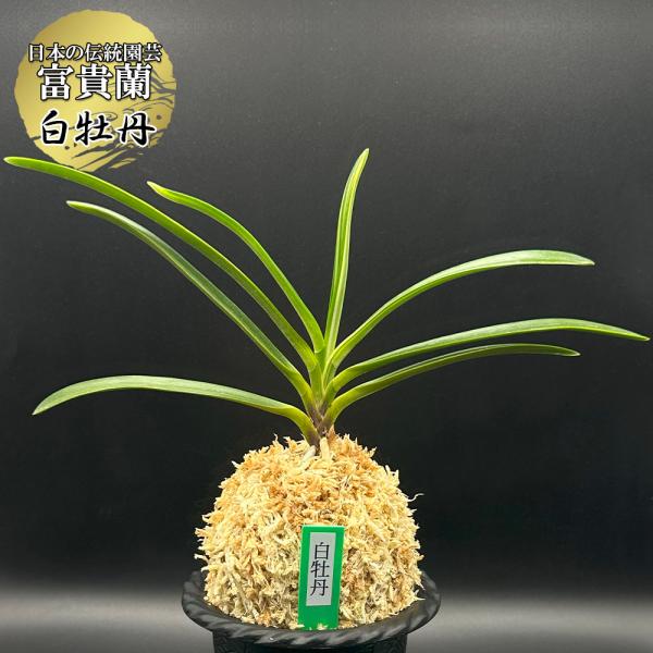 富貴蘭 風蘭 蘭 白牡丹 はくぼたん 1本立 現品 T656 フウキラン フウラン 送料無料