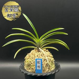 富貴蘭　風蘭　満月 富貴蘭 風蘭 満月 - メルカリ