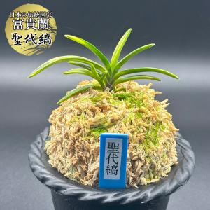 フウラン　風蘭 富貴蘭 風蘭 蘭 夢幻錦 むげんにしき 5本立 現品 T729 フウキラン