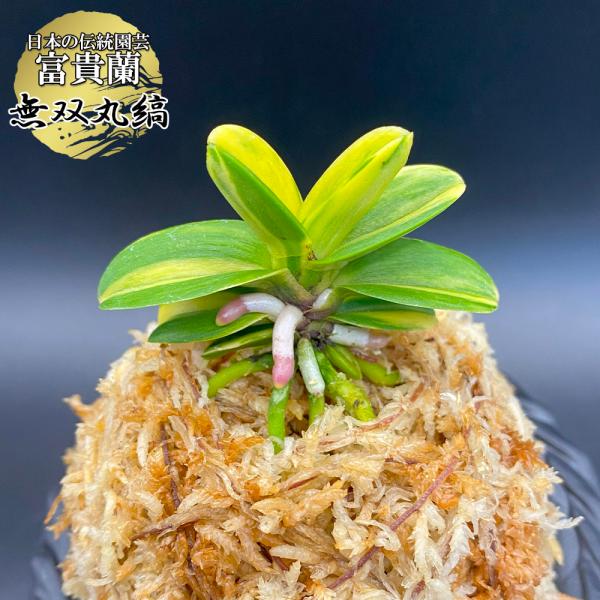 富貴蘭 無双丸縞 豆葉 むそうまるしま 1本立 現品 T712 フウキラン フウラン 送料無料