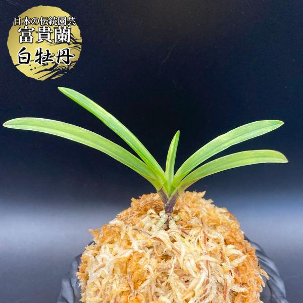 富貴蘭 白牡丹 はくぼたん 1本立 現品 T716 フウキラン フウラン 送料無料