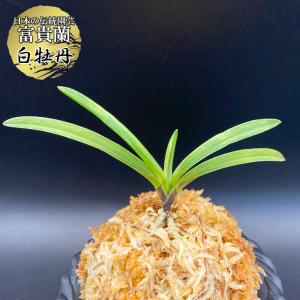 富貴蘭 白牡丹 はくぼたん 1本立 現品 T7...の詳細画像1