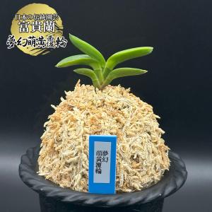 富貴蘭 風蘭 蘭 夢幻萌黄覆輪 むげんもえぎふくりん 1本立 現品 T723 フウキラン フウラン 送料無料