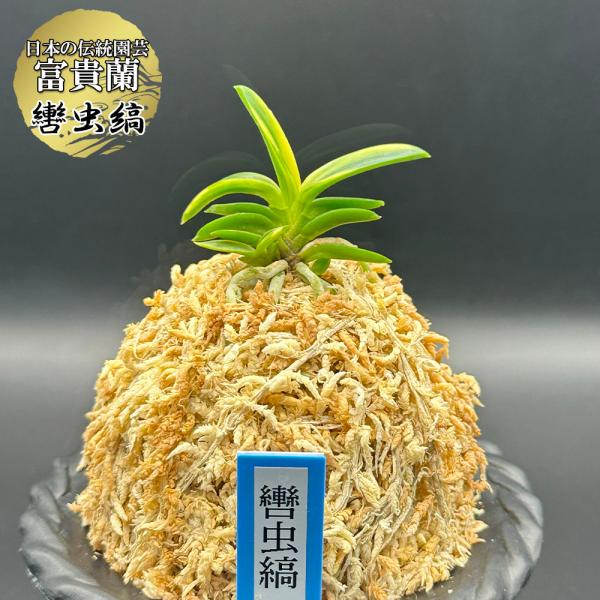 富貴蘭 風蘭 蘭 轡虫縞 くつわむししま 2本立 現品 T740 フウキラン フウラン 送料無料