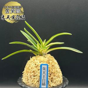 富貴蘭 風蘭 蘭 朱天王白縞 しゅてんのうしろしま 2本立 現品 T741 フウキラン フウラン 送料無料