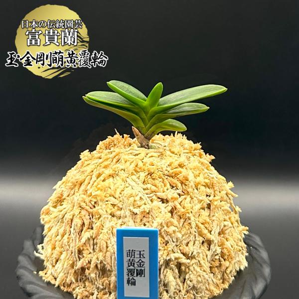 富貴蘭 風蘭 蘭 玉金剛萌黄覆輪 たまこんごうもえぎふくりん 1本立 現品 T743 フウキラン フ...