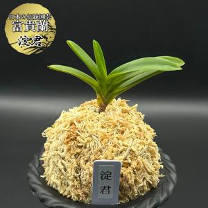 富貴蘭 風蘭 蘭 淀君 よどぎみ 1本立 現品 T746 フウキラン フウラン 送料無料