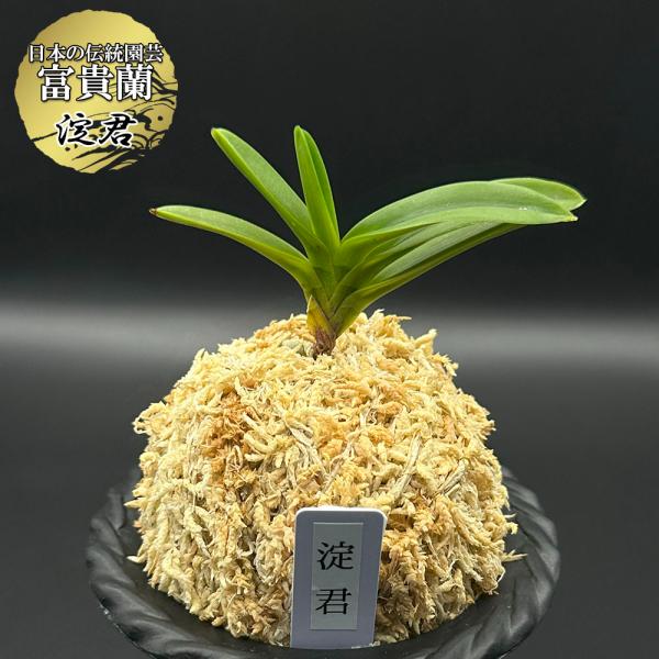 富貴蘭 風蘭 蘭 淀君 よどぎみ 1本立 現品 T746 フウキラン フウラン 送料無料