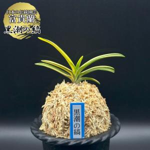 富貴蘭 風蘭 蘭 御神渡 おみわたり 2本と小芽 現品 T668 フウキラン