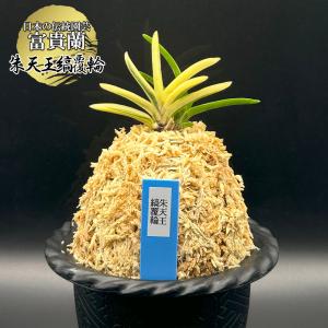 富貴蘭 風蘭 蘭 朱天王縞覆輪 しゅてんのうしまふくりん 2本立 現品 T750 フウキラン フウラン 送料無料