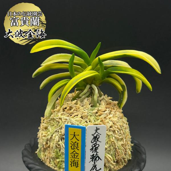 富貴蘭 風蘭 蘭 大波金海 オオナミキンカイ 3本立 現品 t753 フウキラン フウラン 送料無料