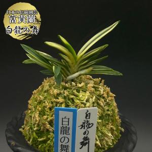 富貴蘭 風蘭 蘭 白龍の舞 ハクリュウノマイ 2本立 現品 t755 フウキラン フウラン 送料無料