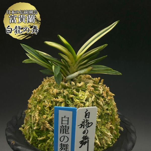 富貴蘭 風蘭 蘭 白龍の舞 ハクリュウノマイ 2本立 現品 t755 フウキラン フウラン 送料無料