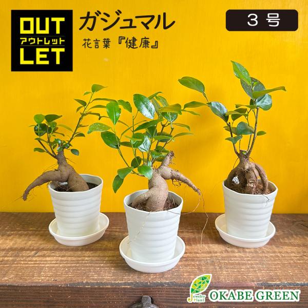 観葉植物 お中元 おしゃれ ガジュマル フィカス 小さい 3号 鉢植え アウトレット 961円OFF...
