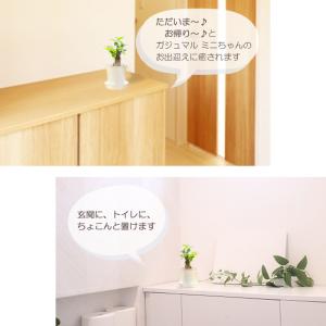 観葉植物 おしゃれ ガジュマル フィカス 白セ...の詳細画像2