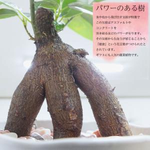 観葉植物 おしゃれ ガジュマル フィカス 白セ...の詳細画像3