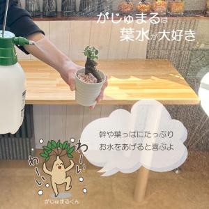 観葉植物 おしゃれ ガジュマル フィカス 白セ...の詳細画像5