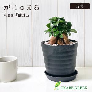 観葉植物 おしゃれ ガジュマル フィカス 5号 選べる 黒白セラアート鉢 多幸の木 誕生日 ギフト 敬老 プレゼント がじゅまる お祝い 送料無料 白黒4