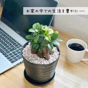 観葉植物 おしゃれ ガジュマル フィカス 5号...の詳細画像1