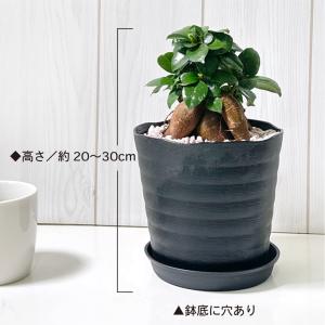 観葉植物 おしゃれ ガジュマル フィカス 5号...の詳細画像2