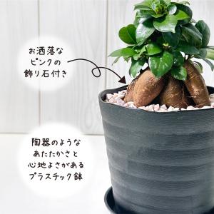 観葉植物 おしゃれ ガジュマル フィカス 5号...の詳細画像3