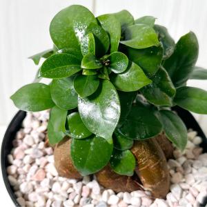 観葉植物 おしゃれ ガジュマル フィカス 5号...の詳細画像4