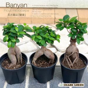 Okabe Green ガジュマル 植物の種類で選ぶ Yahoo ショッピング