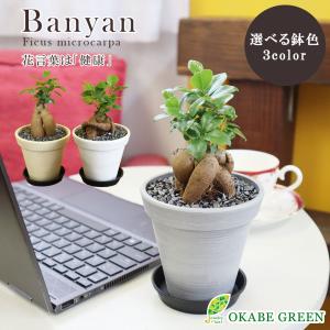 Okabe Green ガジュマル 植物の種類で選ぶ Yahoo ショッピング