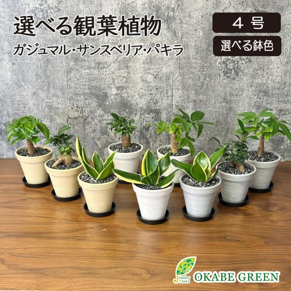 観葉植物 おしゃれ 室内 ガジュマル フィカス 4号 エコポット鉢 小さい  鉢植え 花言葉 多幸の...