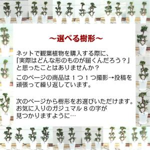 【10月頃出荷開始】 観葉植物 おしゃれ 大型...の詳細画像3