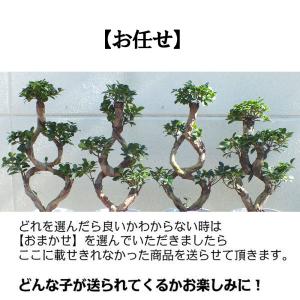 【10月頃出荷開始】 観葉植物 おしゃれ 大型...の詳細画像5