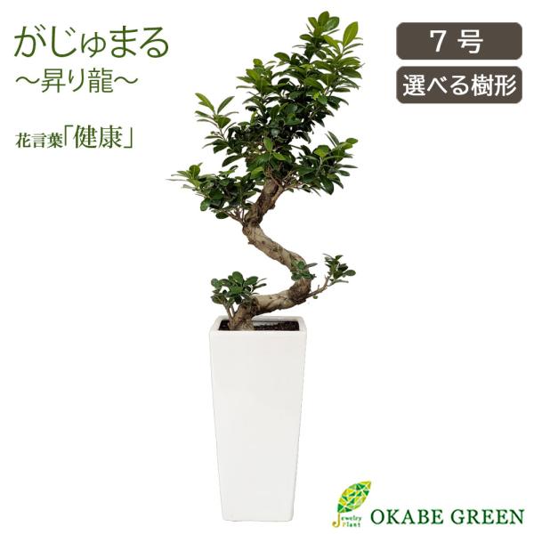 観葉植物 おしゃれ 大型 本物 ガジュマル フィカス 昇り竜 現品 8号 白ロング陶器鉢 ラッピング...