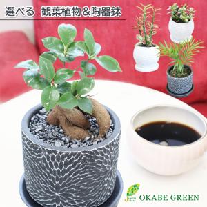 観葉植物 選べる植物 丸筒陶器鉢4号 黒デコジャリ ガジュマル フィカス 銀竜 金のなる木 ヤシ ペペロミオイデス シェフレラ シャングリラ 送料無料