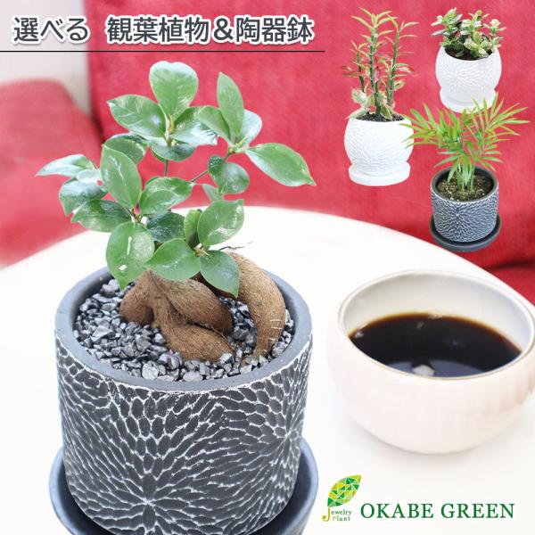 観葉植物 小さい ミニ 選べる植物 ラッピング無料 ガジュマルの木 テーブルヤシ つる性 ワイヤープ...